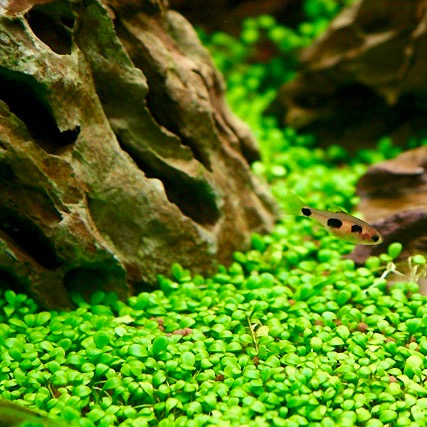 Glossostigma elantinoides in pot